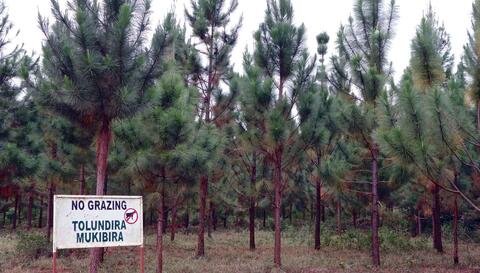 Plantation at Bukaleba. Credit: Kristen Lyons