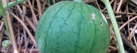  Jadu’I watermelon in the planters. Credit: Vivien Sansour