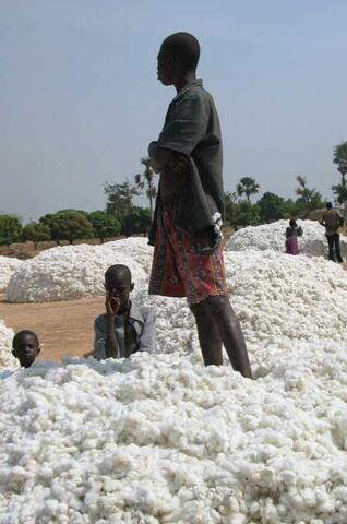 Organic Cotton Production in West Africa