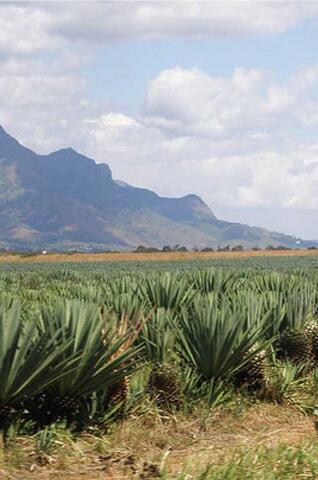 Growing Organic Pineapples in Tanzania