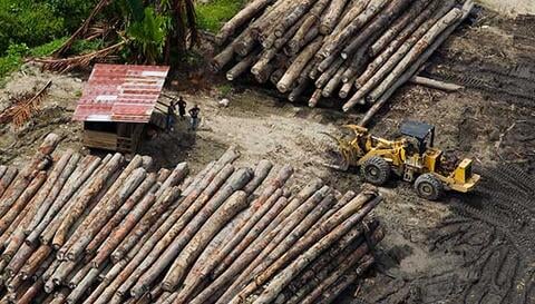 Logging camp in Fergusson Island, Milne Bay. Credit: Paul Hilton/Greenpeace.