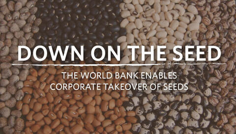 The Oakland Institute's new report Down On the Seed, the World Bank Enables Corporate Takeover of Seeds, exposes that the World Bank's Enabling the Business of Agriculture index reinforces the stranglehold of agrochemical companies and Western nations.