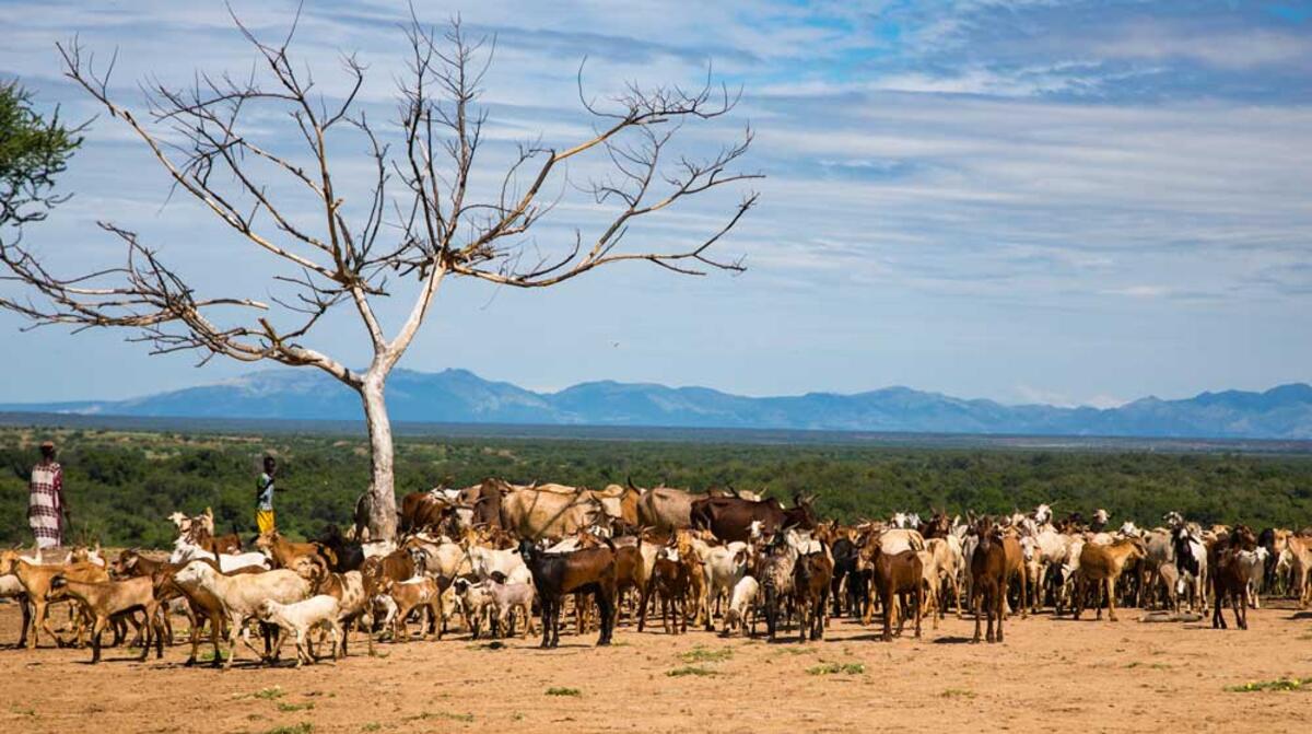 Cattle gathering in the Omo Valley, October 2017 &copy; Kelly Fogel