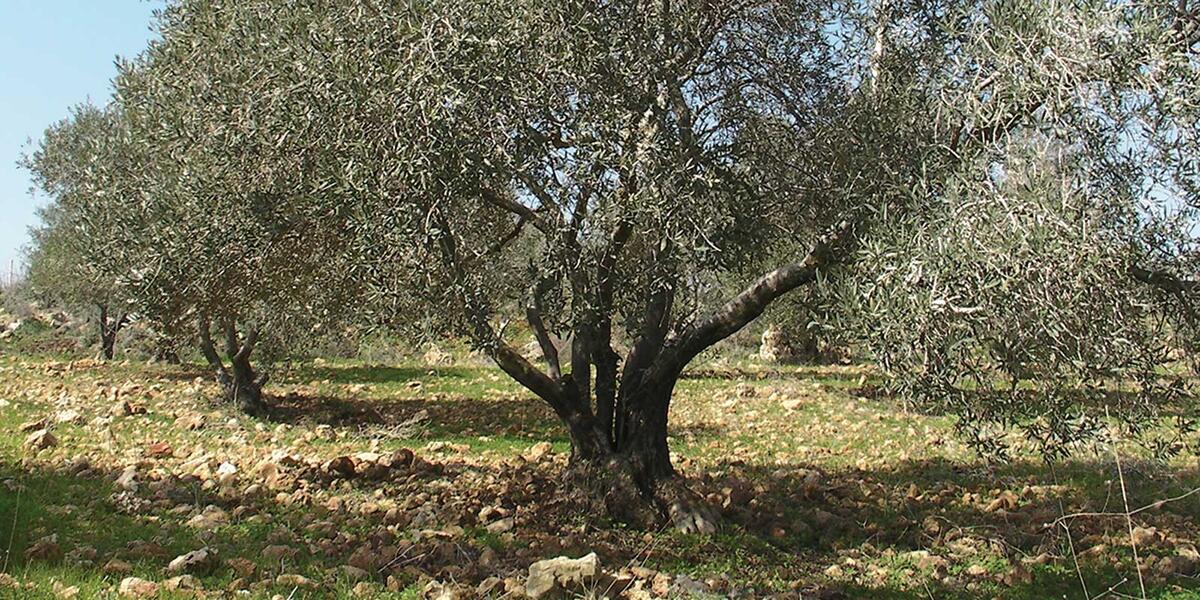 Olive trees in the village of Anin. Credit: The Oakland Institute