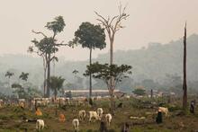 Cattle grazing in an area of the Amazon in November, 2015