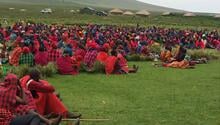 A crowd of over 700 Maasai in red robes seated on a green plain 