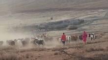 Maasai herders with their cattle inside the Ngorongoro Conservation Area 