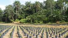 SAL palm nursery