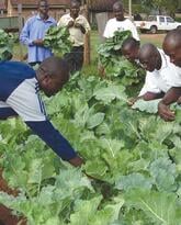 Biointensive Agriculture Training Program in Kenya