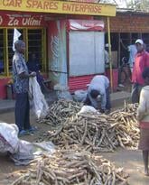 Drought Prone Malawi and Zambia Turn to Cassava