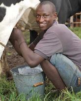Integrating Livestock, Agroforestry, Organic Vegetable Production, Farmer Cooperatives and Extension in Rwanda