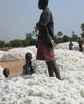 Organic Cotton Production in West Africa