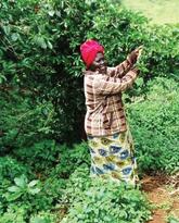 Farmer Participatory Research (FPR) in Uganda