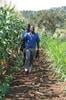 Lutte Biologique Contre les Parasites: Le Push-Pull en Afrique de L’est