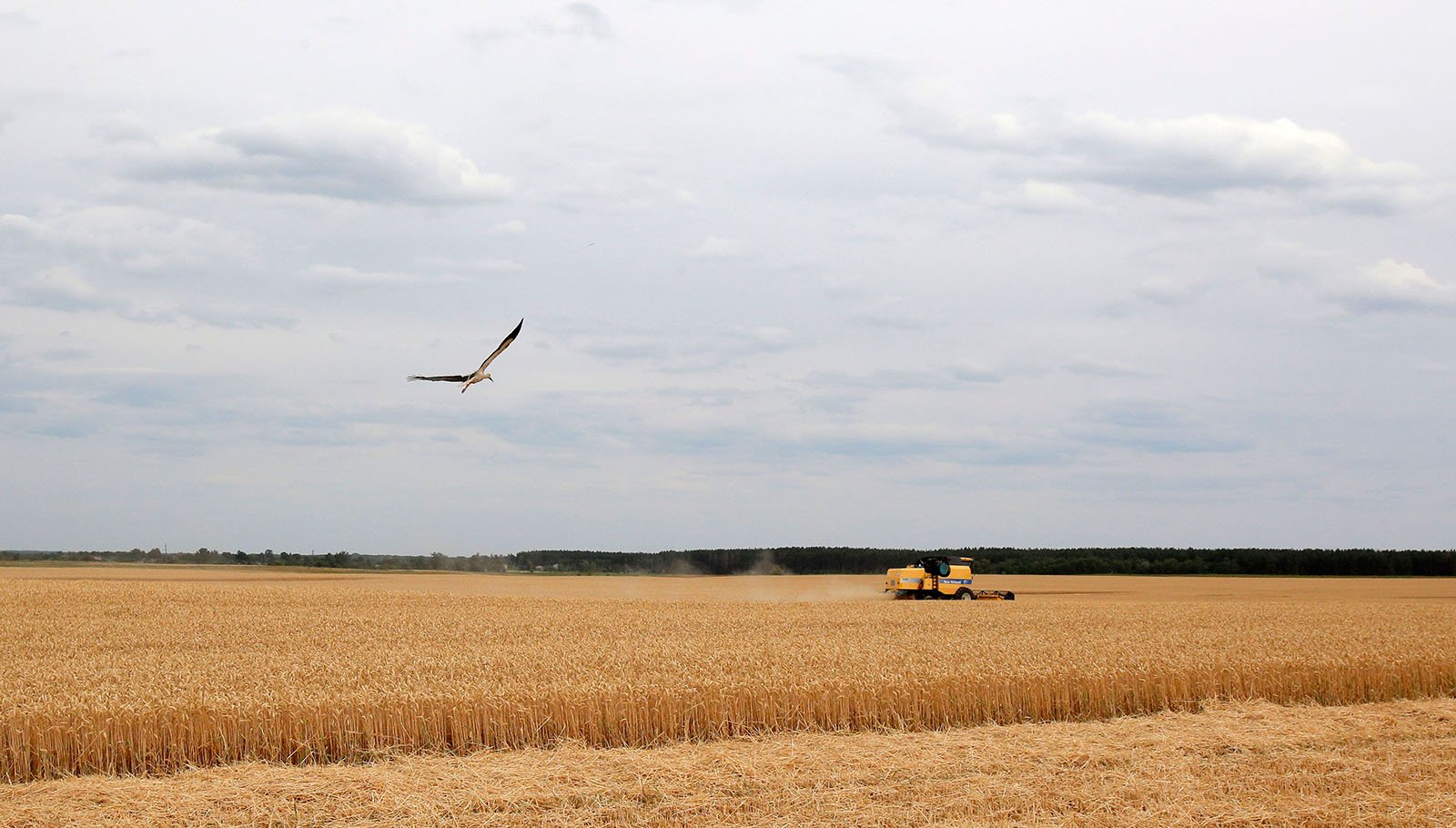 View of the wheat field during the harvesting season near Krasne village, Ukraine