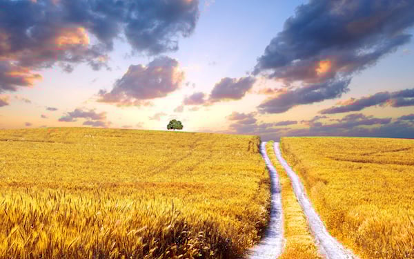 Who Owns Agricultural Land in Ukraine? | The Oakland Institute
